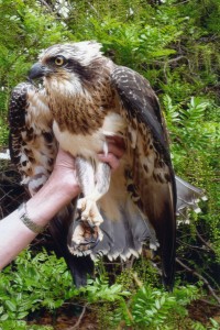 Wendy with Osprey