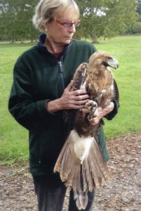 Wedge Tail Eagle