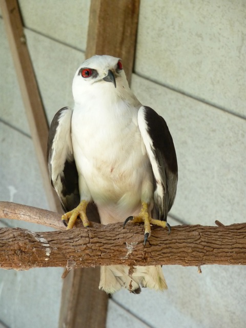 Black-Shouldered Kite (Adult)